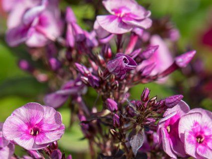Plaménka latnatá 'Smokey' - Phlox paniculata 'Smokey'  Phlox paniculata 'Smokey'