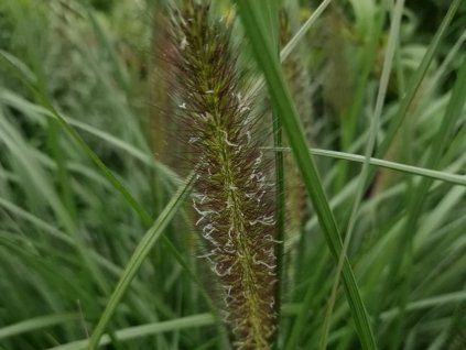 Dochan psárkovitý 'Black Alvernee' - Pennisetum alopecuroides 'Black Alvernee'  Pennisetum alopecuroides 'Black Alvernee'