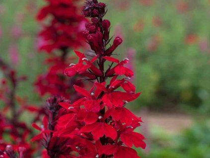 Lobelka 'Starship Scarlet' - Lobelia speciosa 'Starship Scarlet'  Lobelia speciosa 'StarshipScarlet'