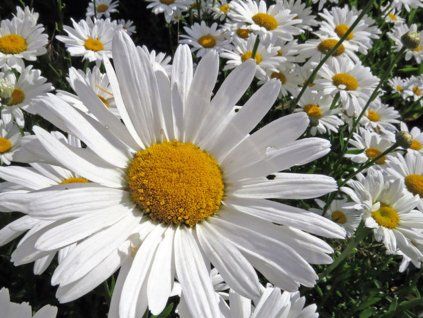 Kopretina největší - Leucanthemum maximum  Leucanthemum maximum