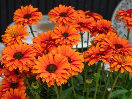 Třapatka 'SunSeekers Mineola'- Echinacea 'SunSeekers Mineola'  Echinacea 'SunSeekers Mineola'