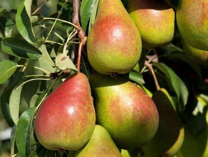 Hrušeň 'Avranšská'  Pyrus communis 'Avranšská'