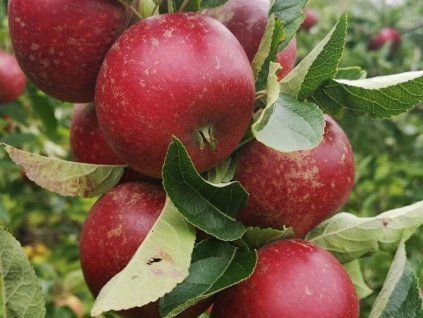 Jabloň 'Ingrid Marie'  Malus domestica 'Ingrid Marie'