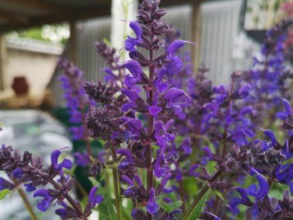 salvia viola klose