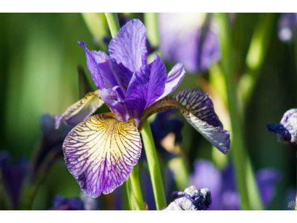 Iris sibirica Peacock Butterfly® 'Banish Misfortune' (2)