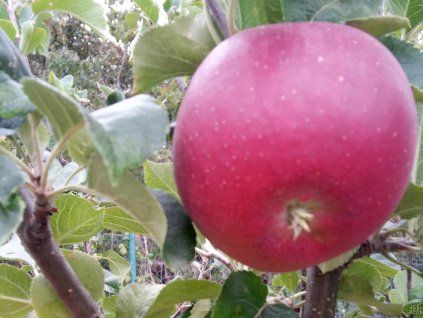Jabloň 'Lord Lambourne Red'  Malus domestica 'Lord Lambourne Red'