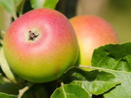Jabloň 'Korunní princ Rudolf'  Malus domestica 'Korunní princ Rudolf'