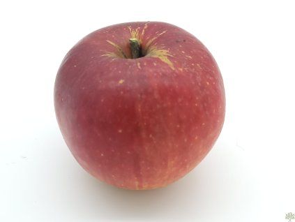Jabloň 'Jaroslav Němec'  Malus domestica 'Jaroslav Němec'