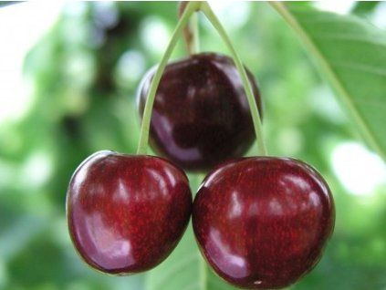 Třešeň 'Sylvia'  Prunus avium 'Sylvia'