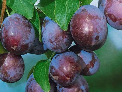 Slivoň 'Najdena'  Prunus hybrid 'Najdena'
