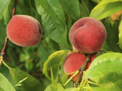 Broskvoň 'Amsden'  Prunus persica 'Amsden'
