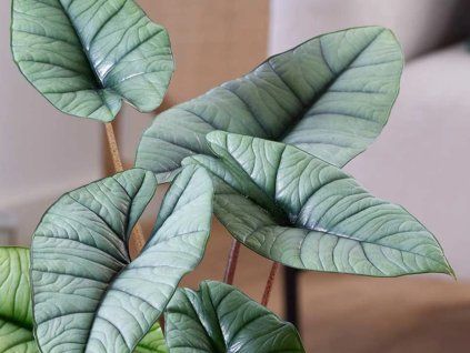 Alokázie 'Platinum'  Alocasia 'Platinum'