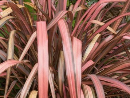 Lenovník 'Pink Flamingo'  Phormium tenax 'Pink Flamingo'