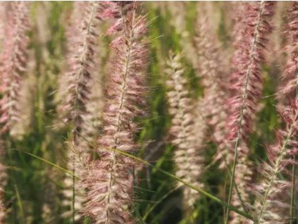 Dochan 'Flamingo' - Pennisetum orientale 'Flamingo'  Pennisetum orientale 'Flamingo'