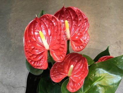 Toulitka Andréova 'Madural'  Anthurium andreanum 'Madural'