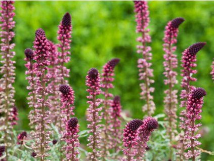 Vrbina 'Beaujolais' - Lysimachia atropurpurea 'Beaujolais'  Lysimachia atropurpurea 'Beaujolais'