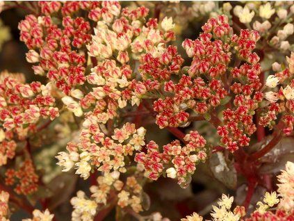 Rozchodník 'Peach Pearls' - Sedum 'Peach Pearls'  Sedum 'Peach Pearls'