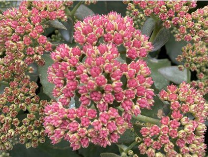 Rozchodník 'Coral Jade' - Sedum 'Coral Jade'  Sedum 'Coral Jade'