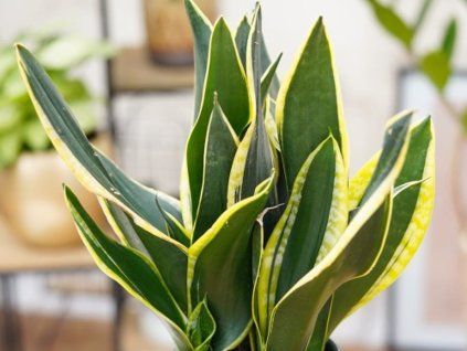 Tchýnin jazyk trifasicata 'Night Shade'  Sansevieria trifasciata ''Night Shade'