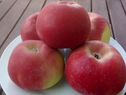 Jabloň 'Jan Říha'  Malus domestica 'Jan Říha'