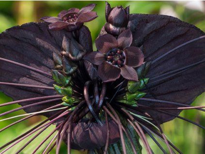 tacca