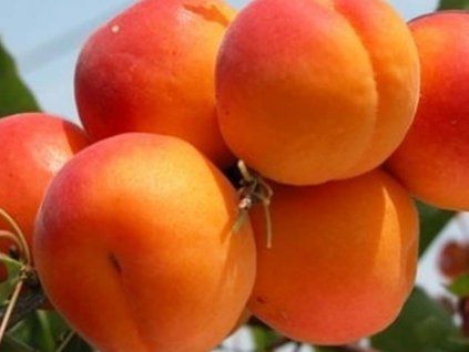 Meruňka 'Paviot'  Prunus armeniaca 'Paviot'