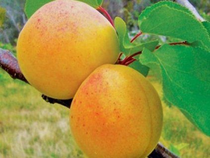 Meruňka 'Vynoslivyj'  Prunus armeniaca 'Vynoslivyj'
