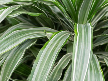 Dračinec 'Warneckei'  Dracaena deremensis 'Warneckei'
