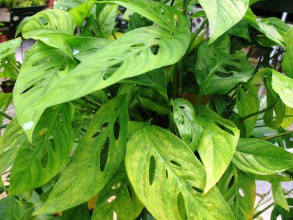 Monstera obliqua 'Leichtlinii'  Monstera obliqua 'Leichtlinii'
