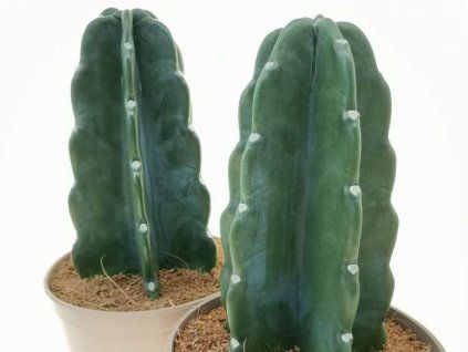 Kaktus 'Cuddly Cactus'  Cereus jamacaru 'Cuddly Cactus'