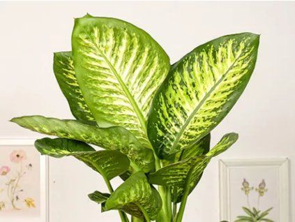 Dieffenbachie 'Lemon Tropic'  Dieffenbachia 'Lemon Tropic'