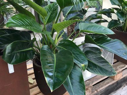 Filodendron 'Green Beauty' - Philodendron 'Green Beauty'  Philodendron 'Green Beauty'