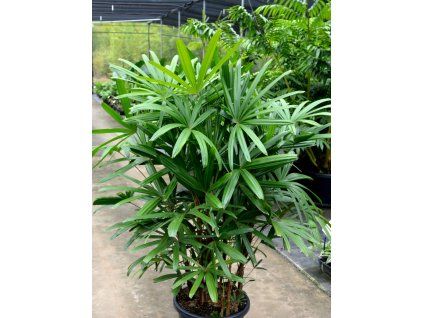 rhapis