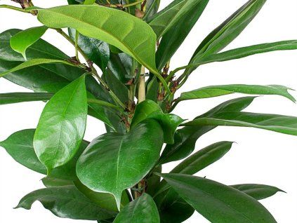 Ficus cyathistipula  Ficus cyathistipula