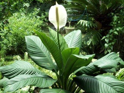 Lopatkovec 'Sensation'  Spathiphyllum 'Sensation'