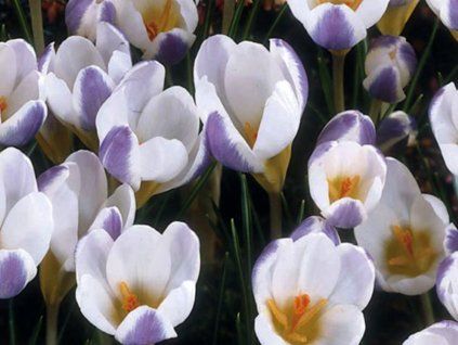 Krokus 'Blue Bird'  Crocus chrysanthus 'Blue Bird'