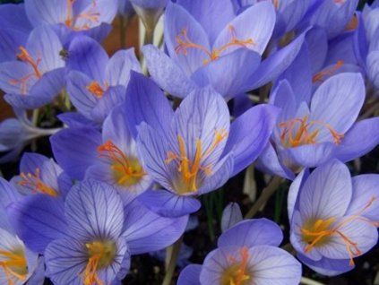 Krokus 'Conqueror’  Crocus speciosus 'Conqueror'