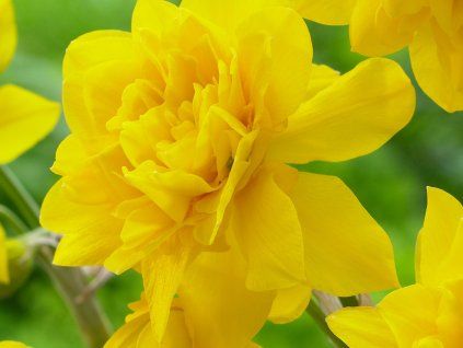 Narcis 'Campernellen Double'  Narcissus 'Campernellen Double'