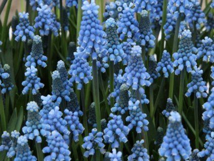 Modřenec ‘Blue Magic’  Muscari aucheri 'Blue Magic'