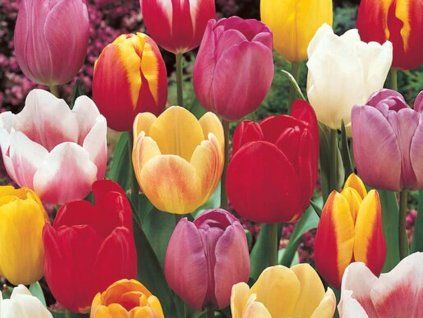 Triumph tulipány - mix  Tulipa - mix