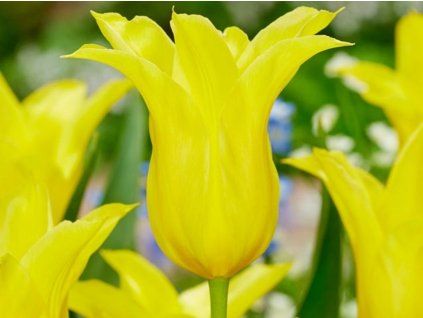 Tulipán 'Schiedam'  Tulipa 'Schiedam'