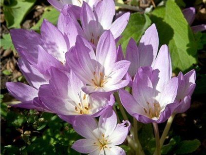 Ocún jesenní  Colchicum autumnale