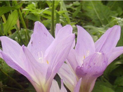 Ocún obrovský  Colchicum giganteum