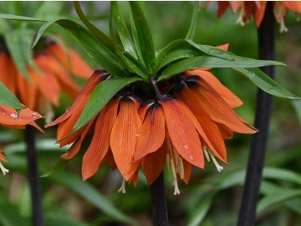 Řebčík královský 'Orange Beauty'  Fritillaria imperialis 'Orange Beauty'
