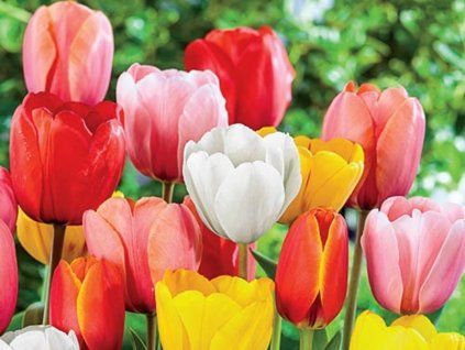 Darwinovy tulipány - mix  Tulipa Darwin - mix