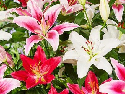 Orientální lilie - mix  Lilium oriental - mix