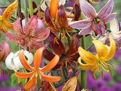 Martagonské lilie - mix  Lilium martagon - mix