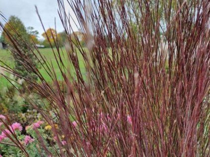 Schizachyrium 'Red Frost' - Schizachyrium scoparium 'Red Frost'  Schizachyrium 'Red Frost'