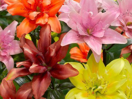 Asijské lilie DOUBLE - mix  Lilium asiatic DOUBLE - mix