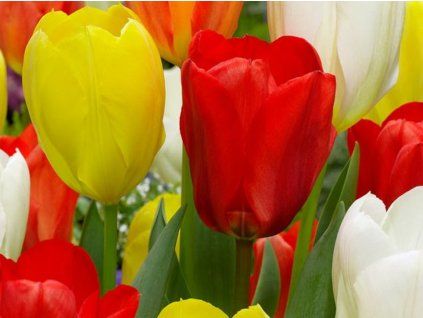 Tulipány Fosteriana - mix  Tulipa fosteriana - mix